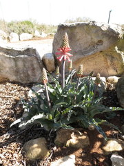 Veltheimia capensis