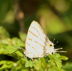 Hemiolaus caeculus caeculus