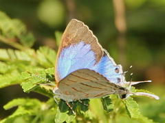Hemiolaus caeculus caeculus