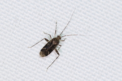 Phytocoris conspurcatus