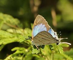 Hemiolaus caeculus caeculus