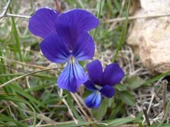 Viola munbyana