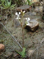 Disa sagittalis