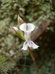 Disa sagittalis