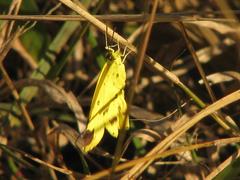 Eurema hecabe solifera