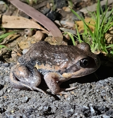Limnodynastes dumerilii dumerilii