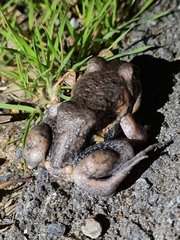 Limnodynastes dumerilii dumerilii