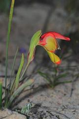 Gladiolus speciosus