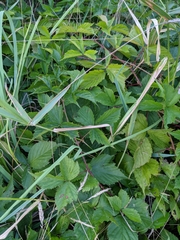 Rubus steelei