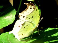 Protogoniomorpha parhassus