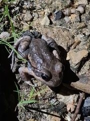 Limnodynastes dumerilii dumerilii