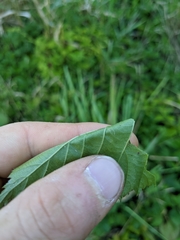 Rubus steelei