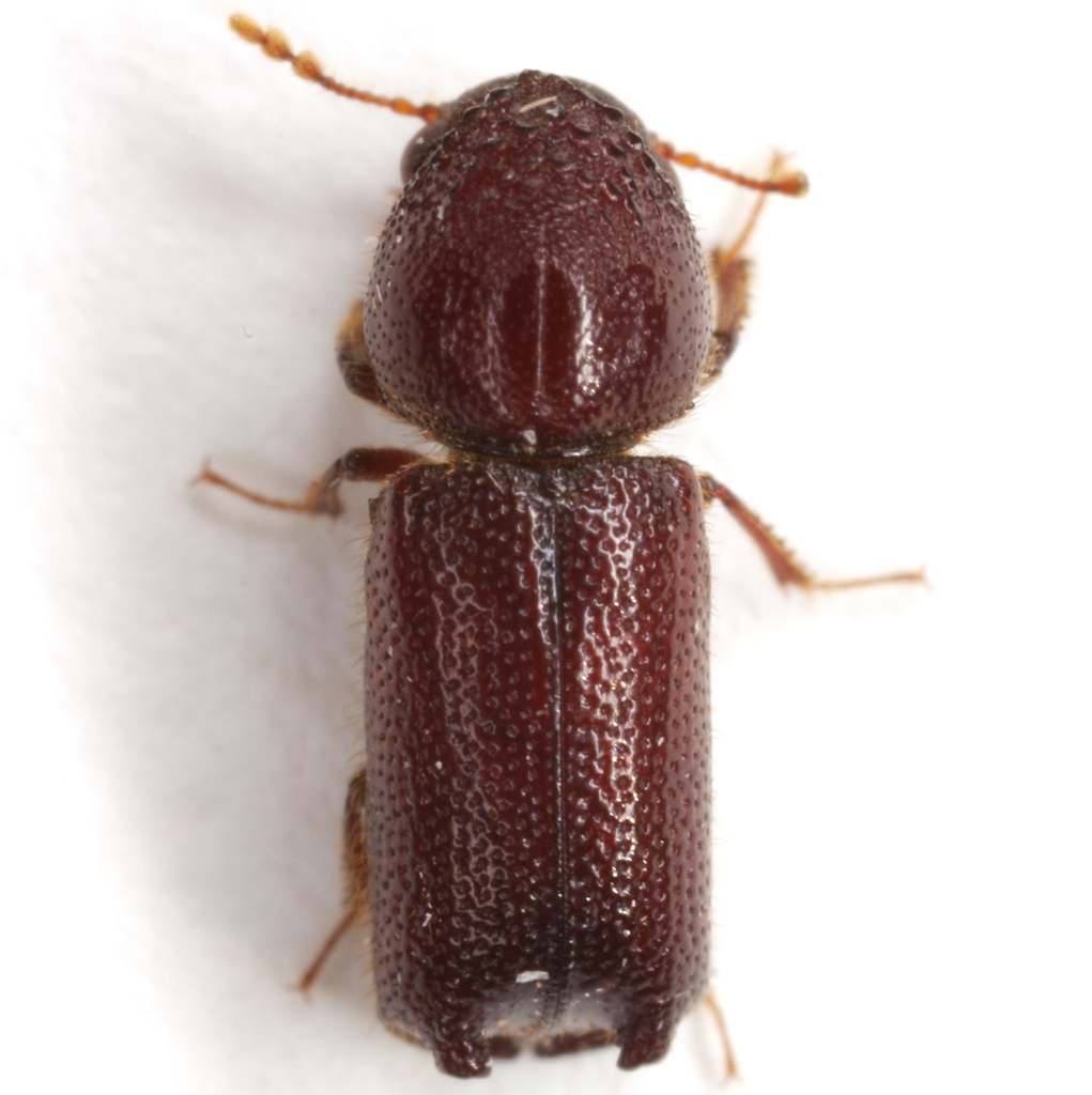 Prostephanus arizonicus
