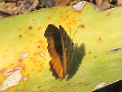 Eurytela dryope angulata