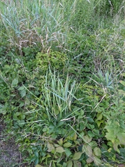 Rubus steelei