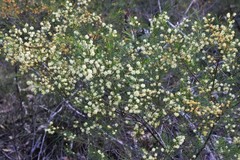 Acacia quadrilateralis