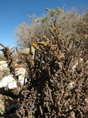 Crassula muscosa muscosa