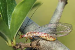 Dysochrysa furcata