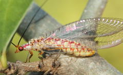 Dysochrysa furcata