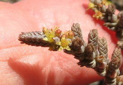 Crassula muscosa muscosa