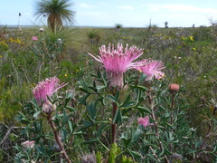 Isopogon dubius