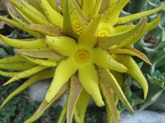 Orbea lutea lutea