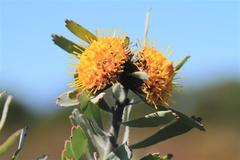 Leucospermum rodolentum