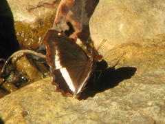 Eurytela hiarbas angustata