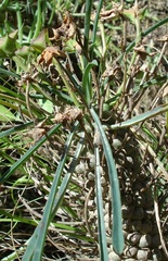 Euphorbia clava