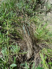 Euphorbia clava