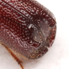 Prostephanus arizonicus