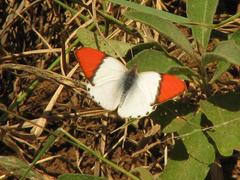 Colotis annae annae