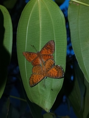 Parvospila lucianus