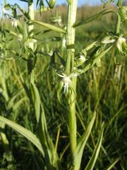 Habenaria schimperiana