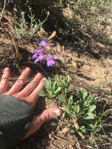Image of Penstemon papillatus by (c) Martin Purdy, some rights reserved (CC BY)