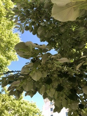 Tilia cordata