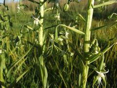 Habenaria schimperiana