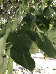 Tilia cordata