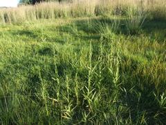 Habenaria schimperiana