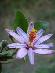 Grewia occidentalis occidentalis