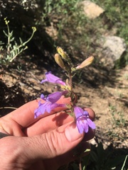 Penstemon papillatus