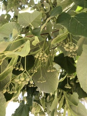 Tilia cordata