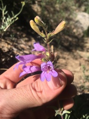 Penstemon papillatus