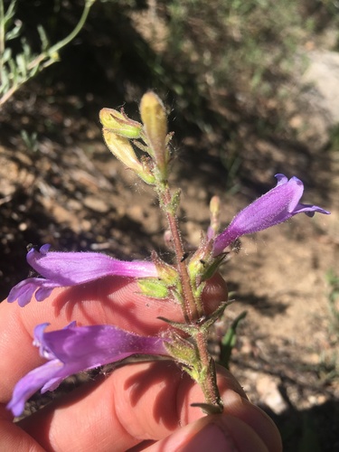 Image of Penstemon papillatus by (c) Martin Purdy, some rights reserved (CC BY)