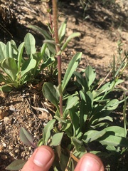 Penstemon papillatus