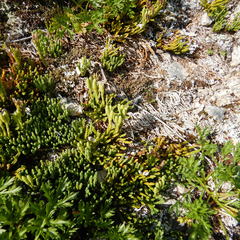 Diphasiastrum alpinum