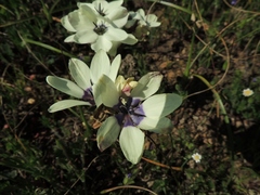 Ixia abbreviata abbreviata