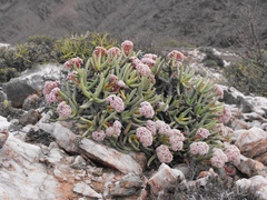 Crassula macowaniana