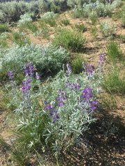 Lupinus argenteus montigenus