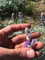 Lupinus argenteus montigenus
